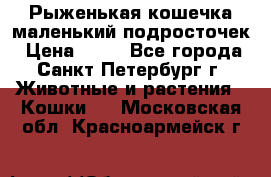 Рыженькая кошечка маленький подросточек › Цена ­ 10 - Все города, Санкт-Петербург г. Животные и растения » Кошки   . Московская обл.,Красноармейск г.